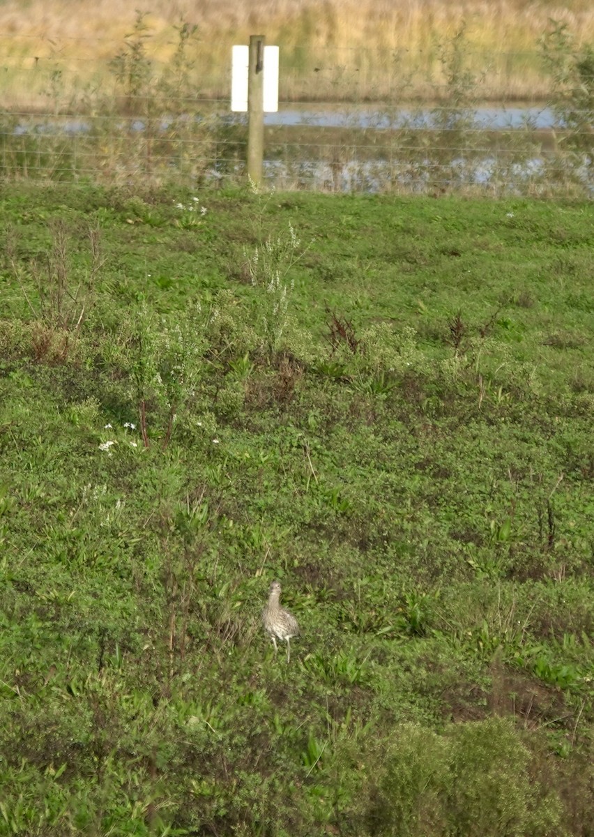 Eurasian Curlew - ML644615120