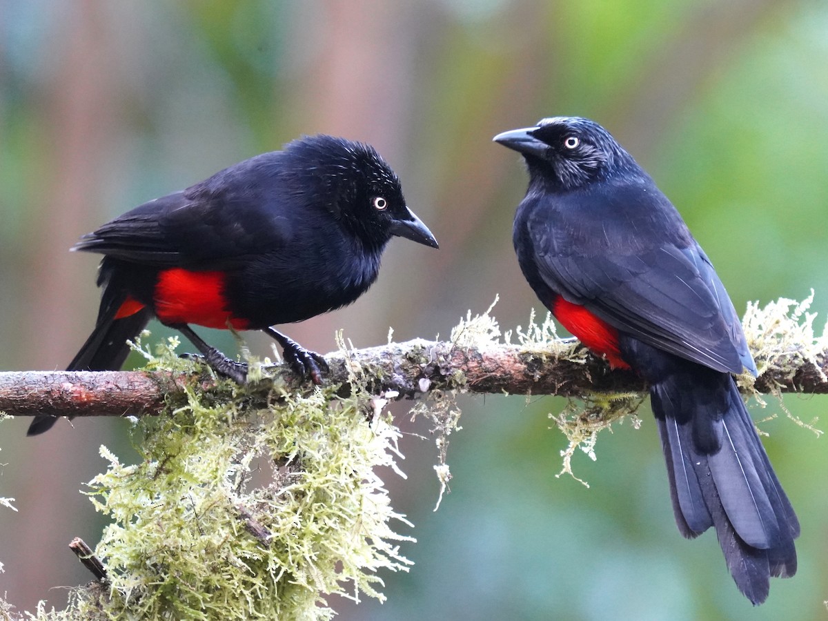 Kırmızı Karınlı Kiskal - ML644615122