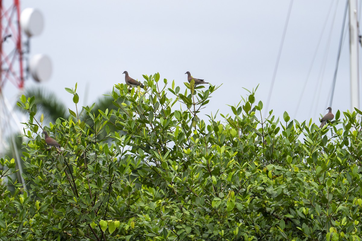 Paloma Colorada - ML644615124