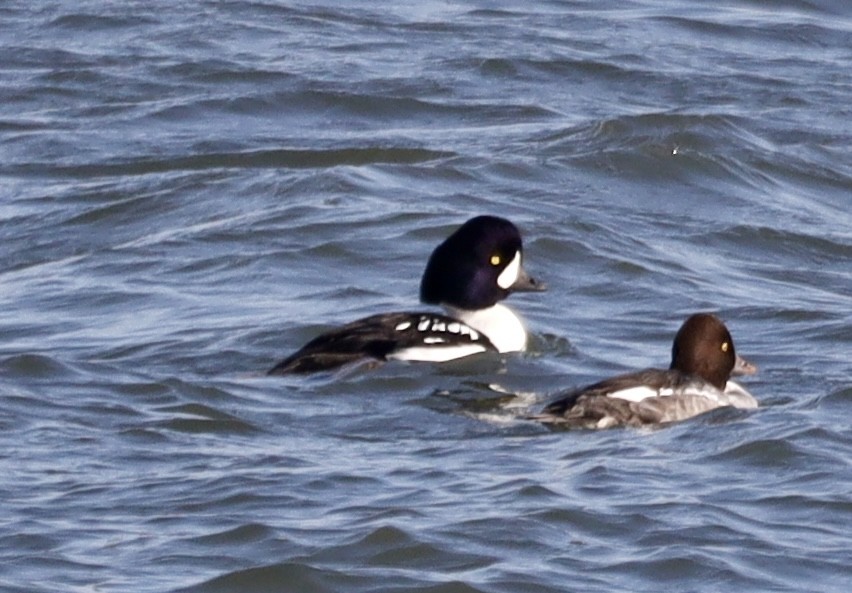 Barrow's Goldeneye - ML644615125