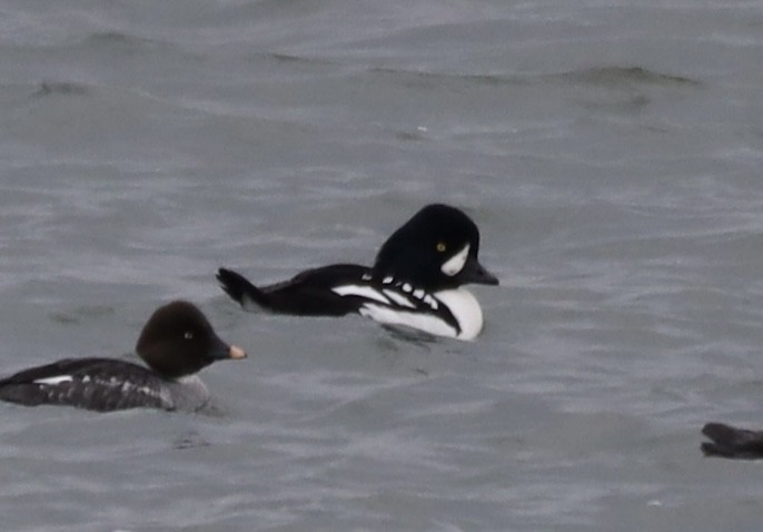 Barrow's Goldeneye - ML644615126