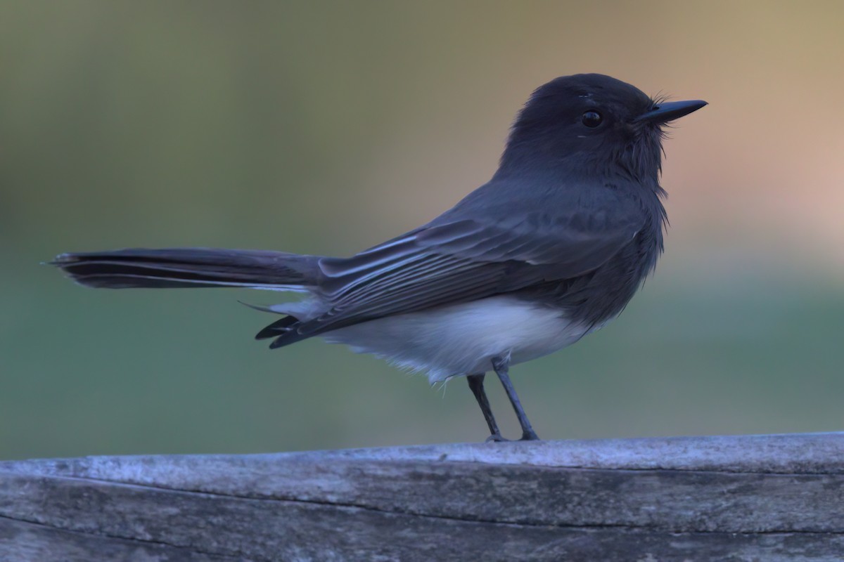 Mosquero Negro - ML644615129