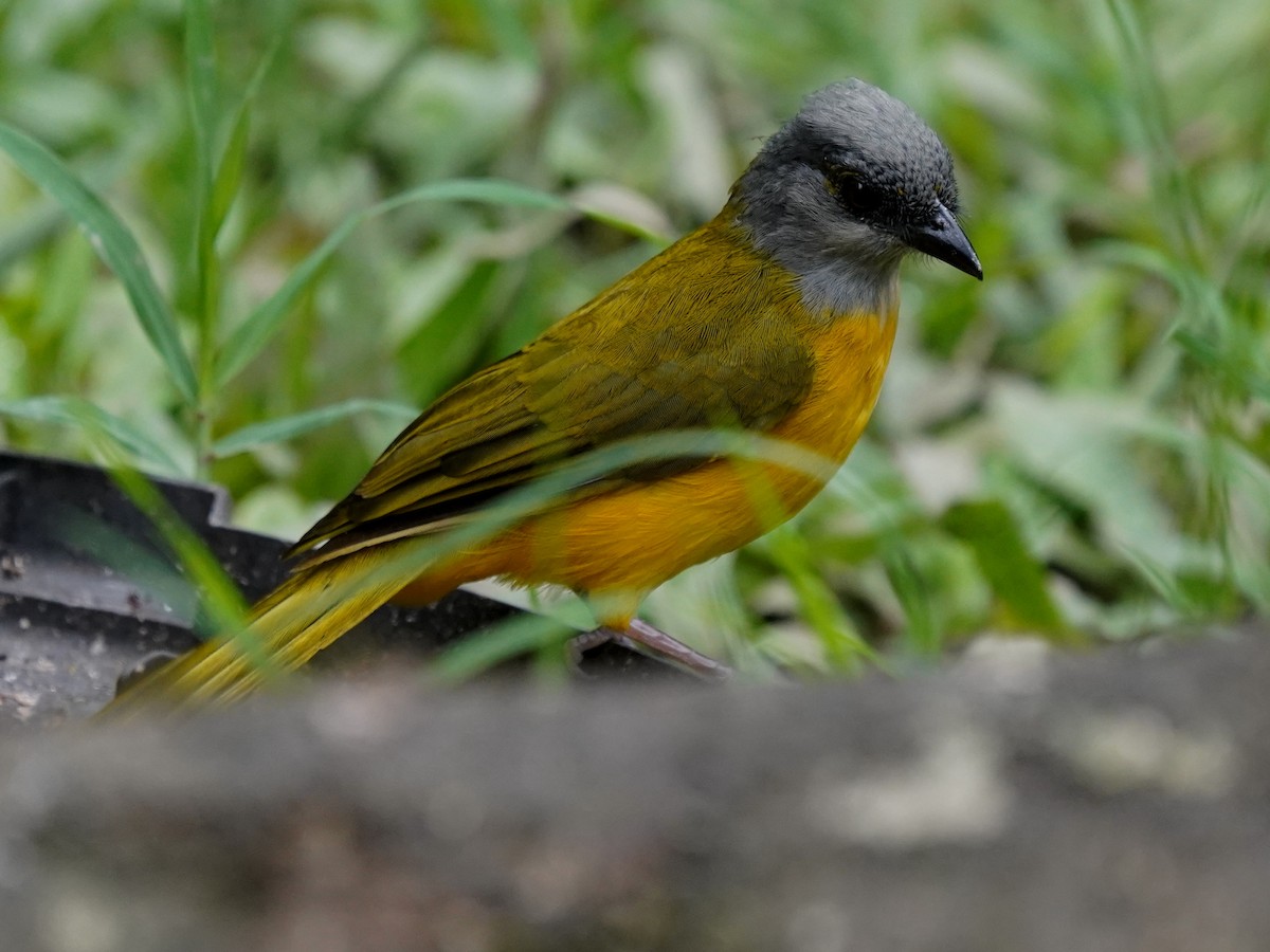 gråhodetanagar - ML644615130