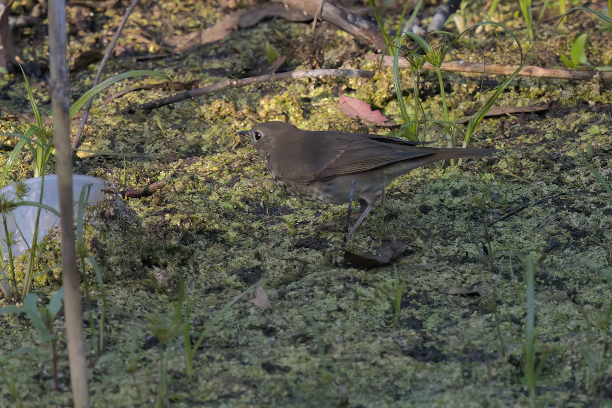 Hermit Thrush - ML644615144