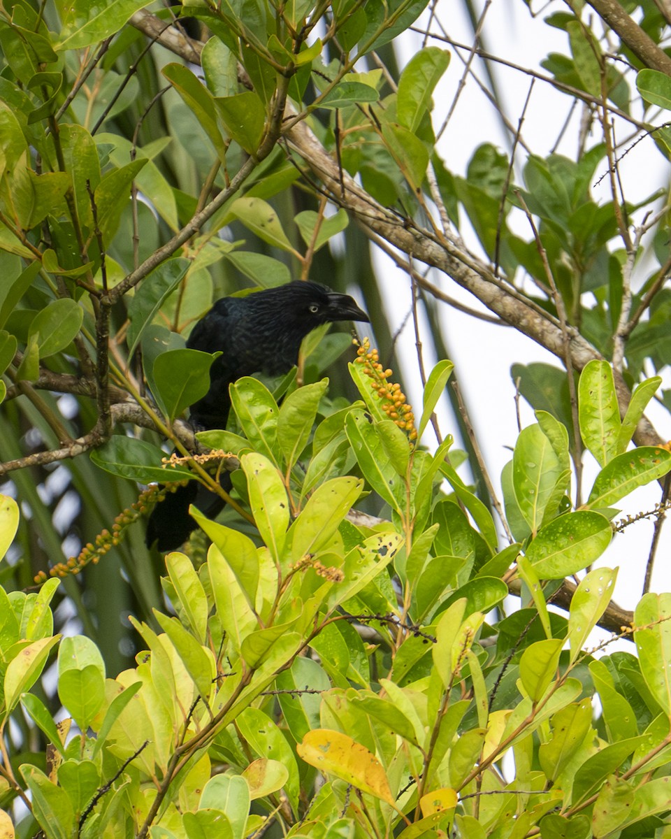 Ani des palétuviers - ML644615145