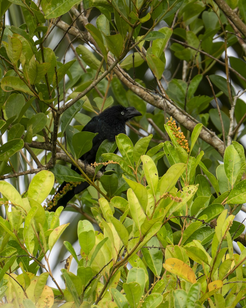 Ani des palétuviers - ML644615146