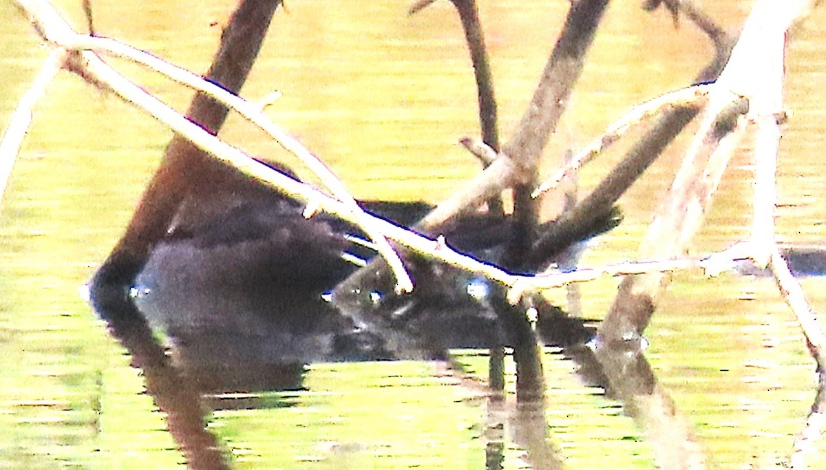 morčák chocholatý - ML644615159