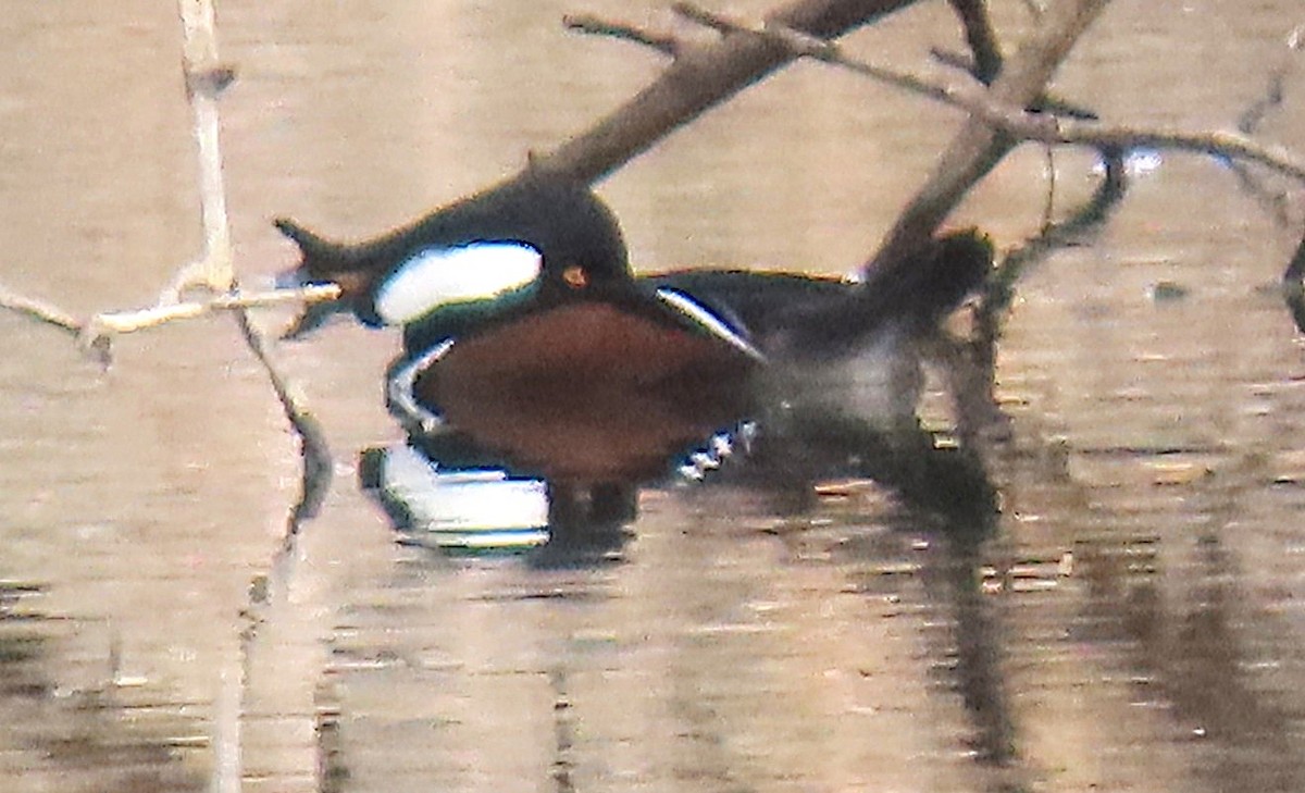 morčák chocholatý - ML644615160