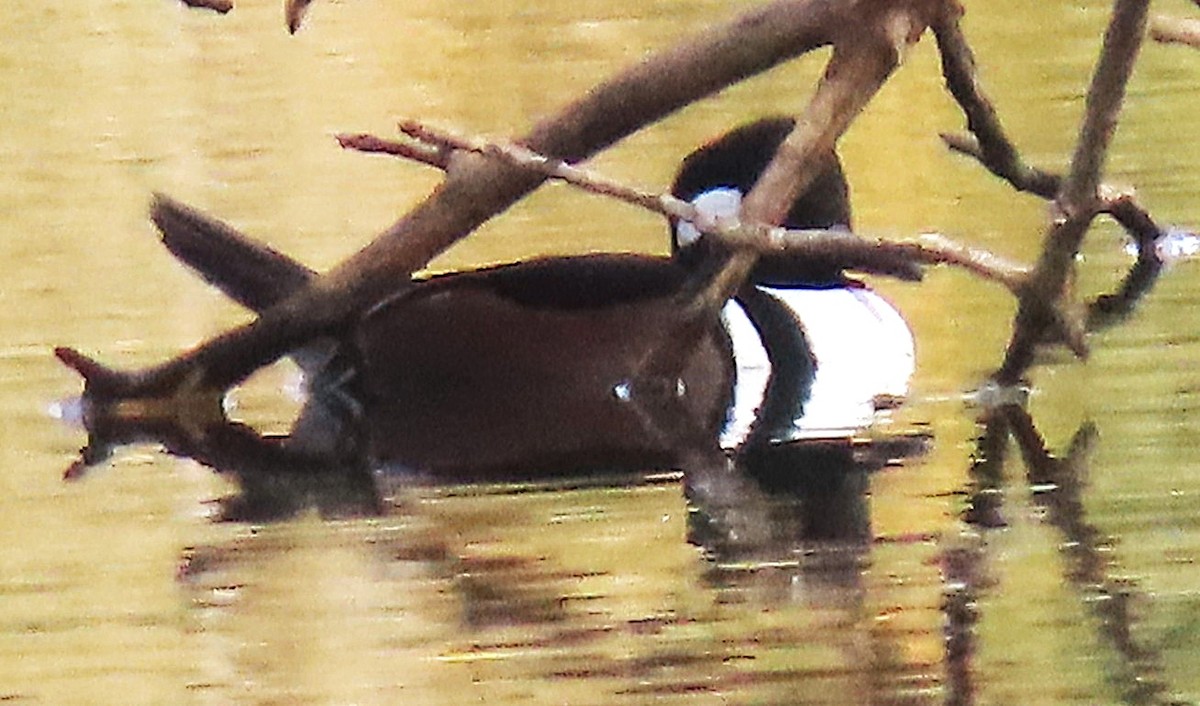 morčák chocholatý - ML644615161