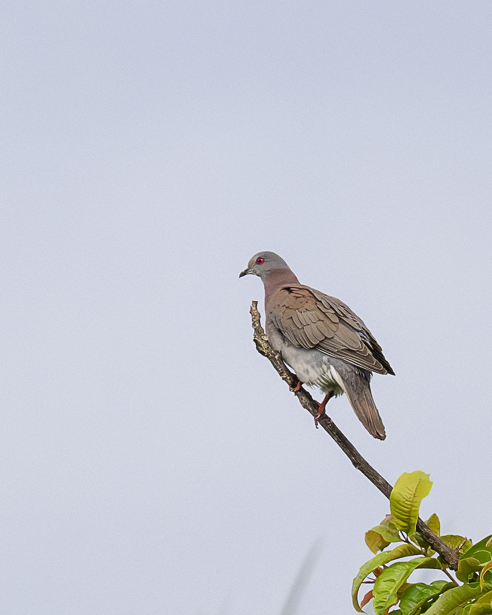 Paloma Colorada - ML644615167