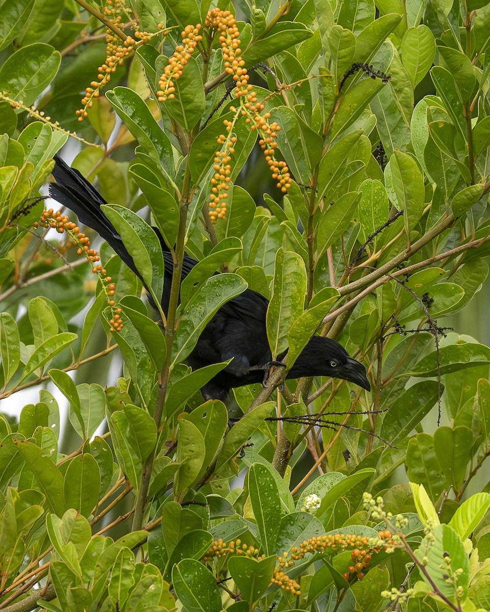 Ani des palétuviers - ML644615189