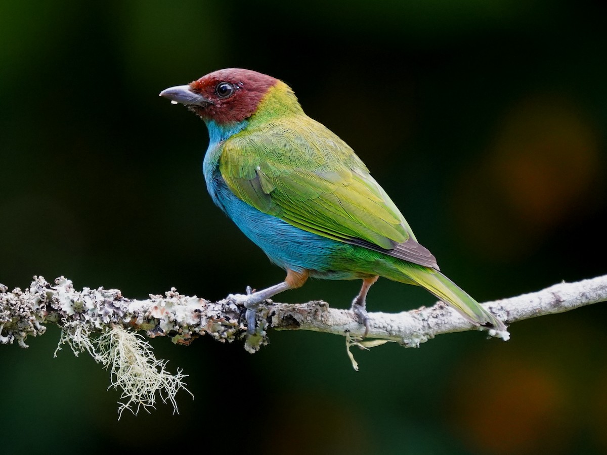 Bay-headed Tanager - ML644615191