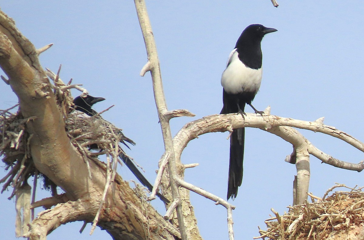 straka americká - ML644615192