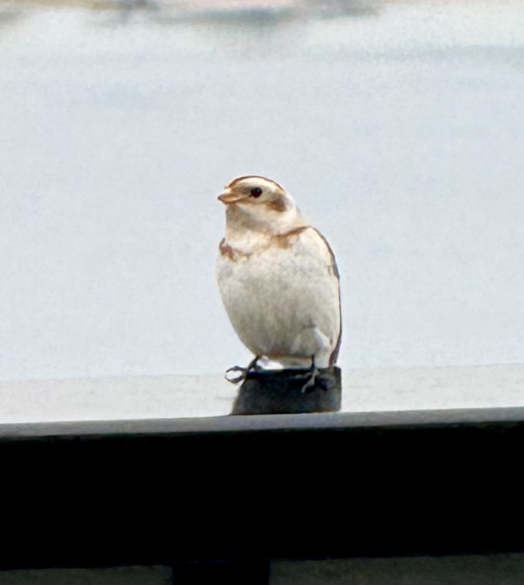 雪鵐 - ML644615194