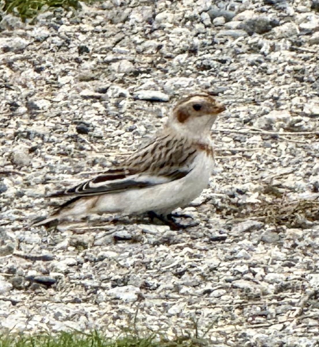 雪鵐 - ML644615195