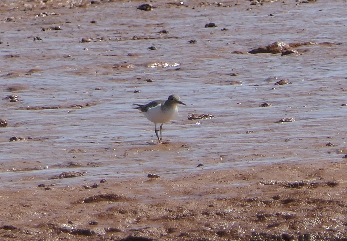 Common Sandpiper - ML644615196