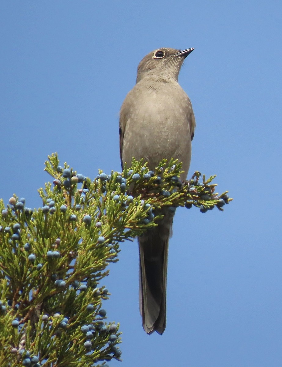 lesňák západní - ML644615219