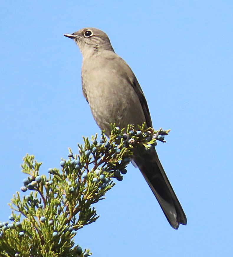 lesňák západní - ML644615220