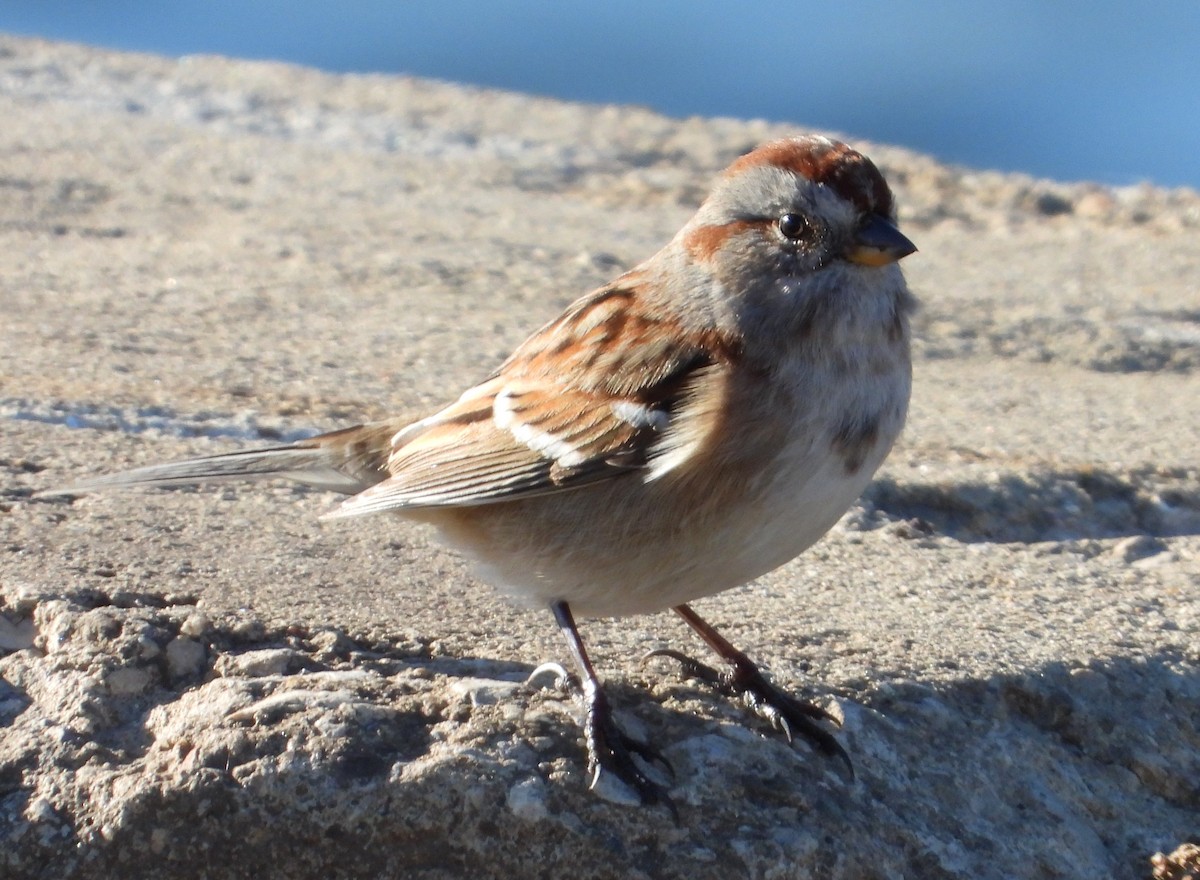 ムナフヒメドリ - ML644615224