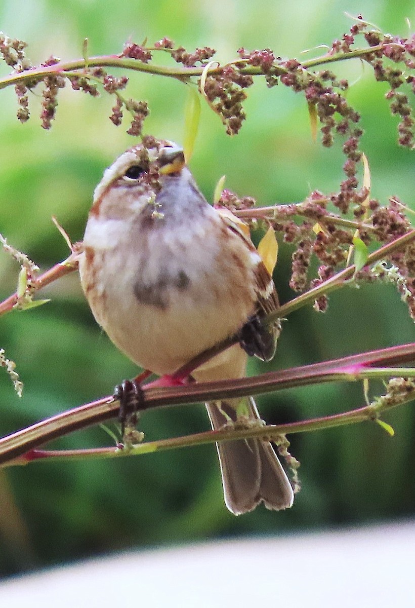 strnádka pokřovní - ML644615256