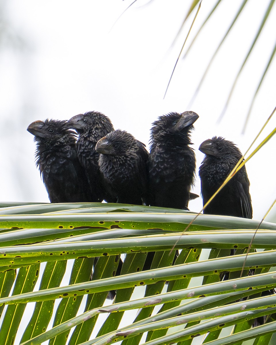 Smooth-billed Ani - ML644615263