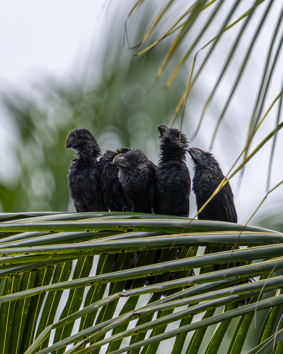 Smooth-billed Ani - ML644615265