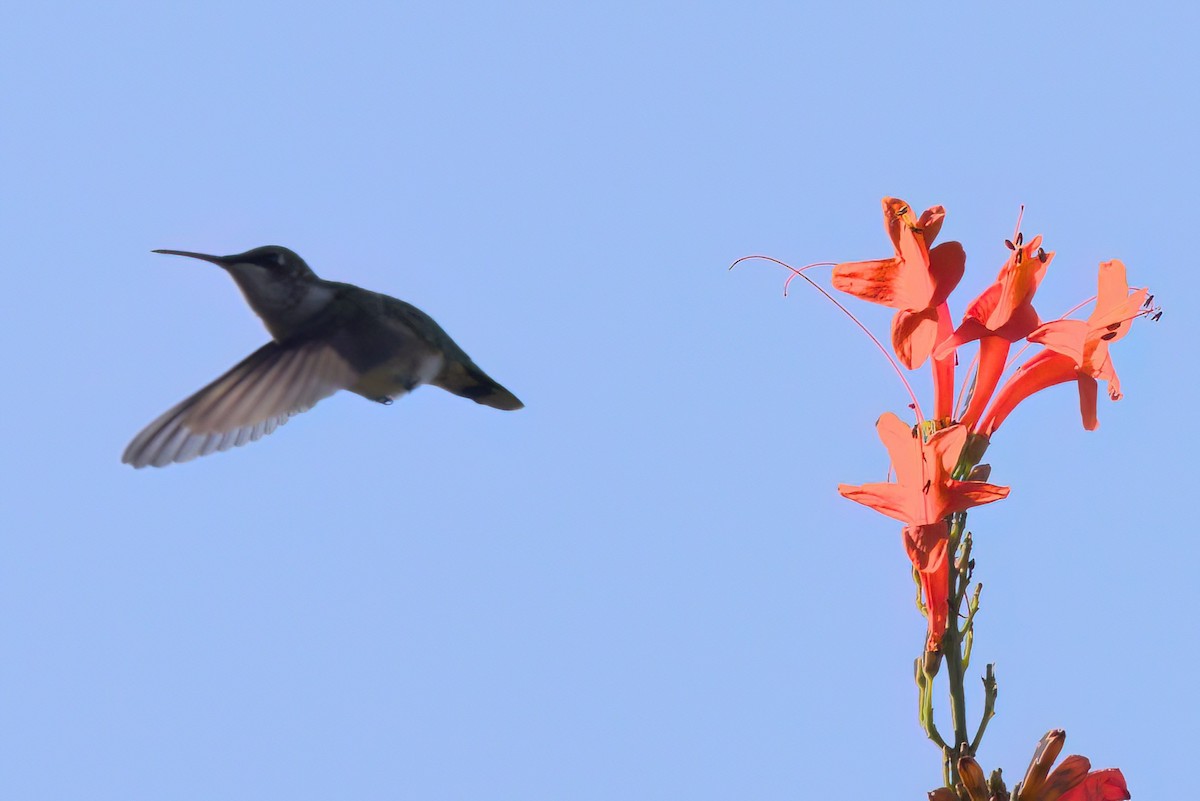 Колібрі рубіновогорлий - ML644615267