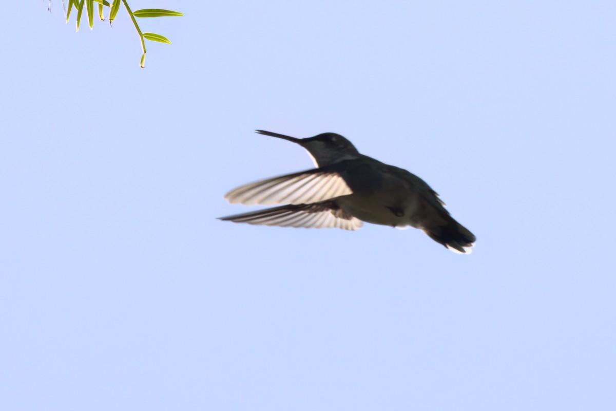 Колібрі рубіновогорлий - ML644615270