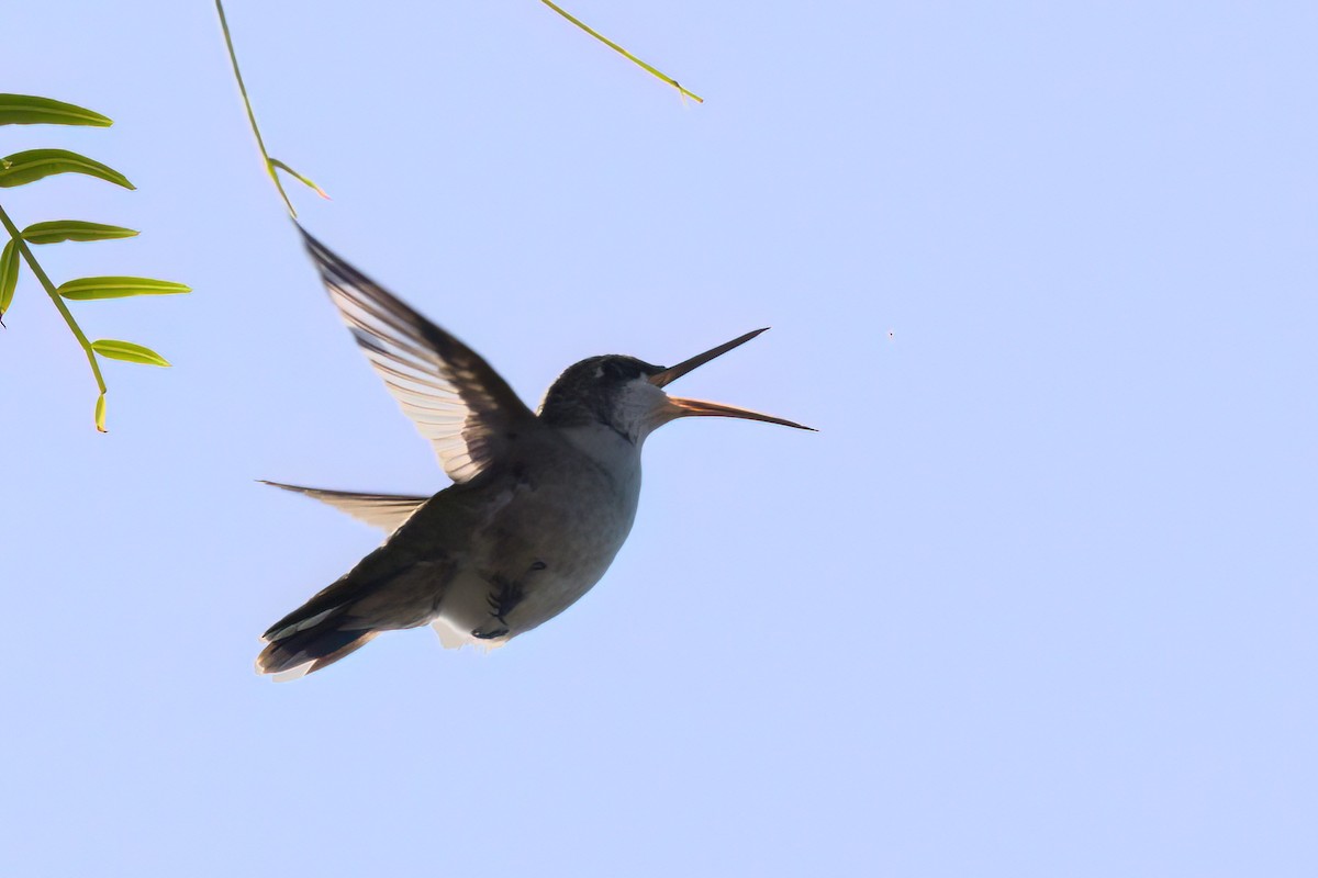 Колібрі рубіновогорлий - ML644615271