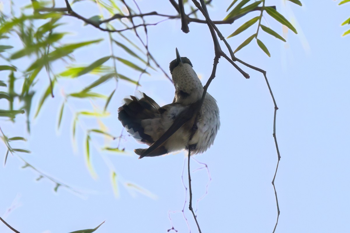 Колібрі рубіновогорлий - ML644615272