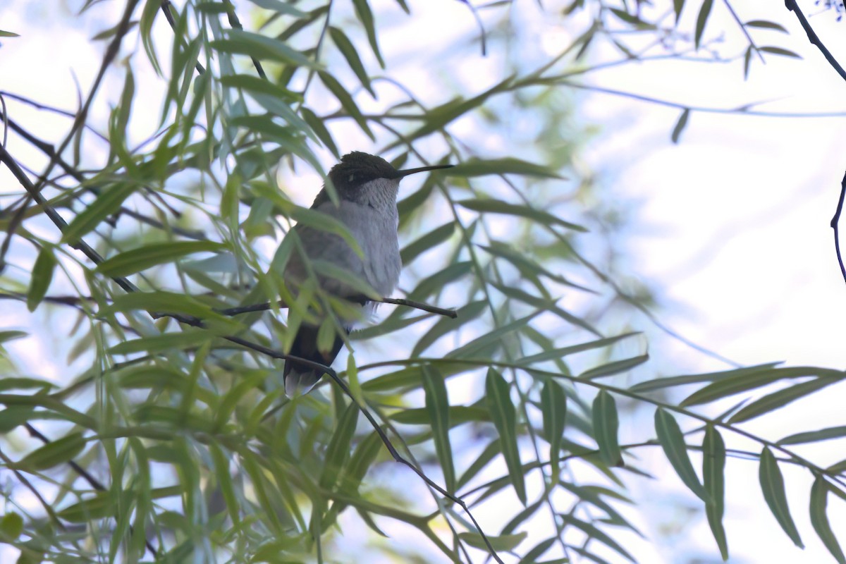 Колібрі рубіновогорлий - ML644615273