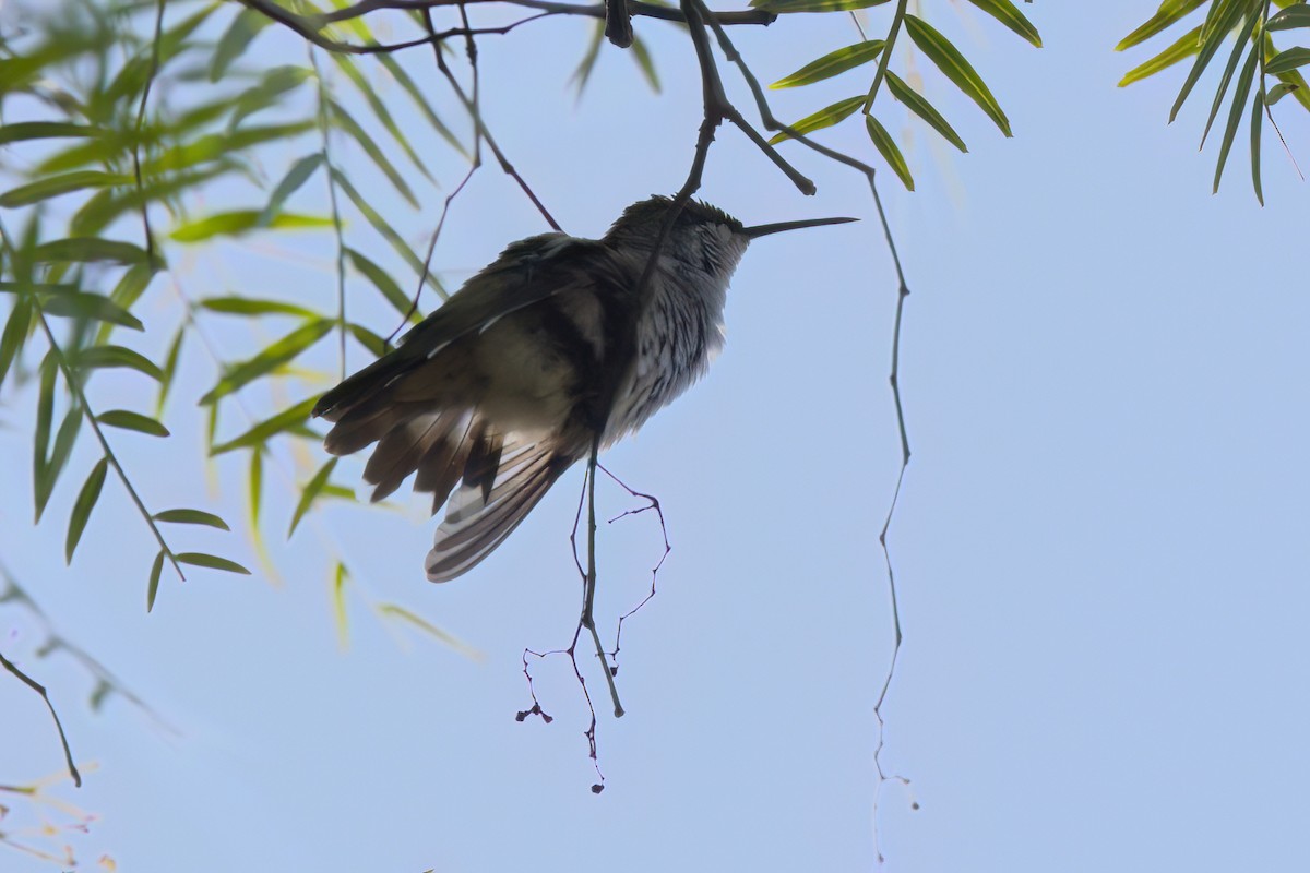 Колібрі рубіновогорлий - ML644615274