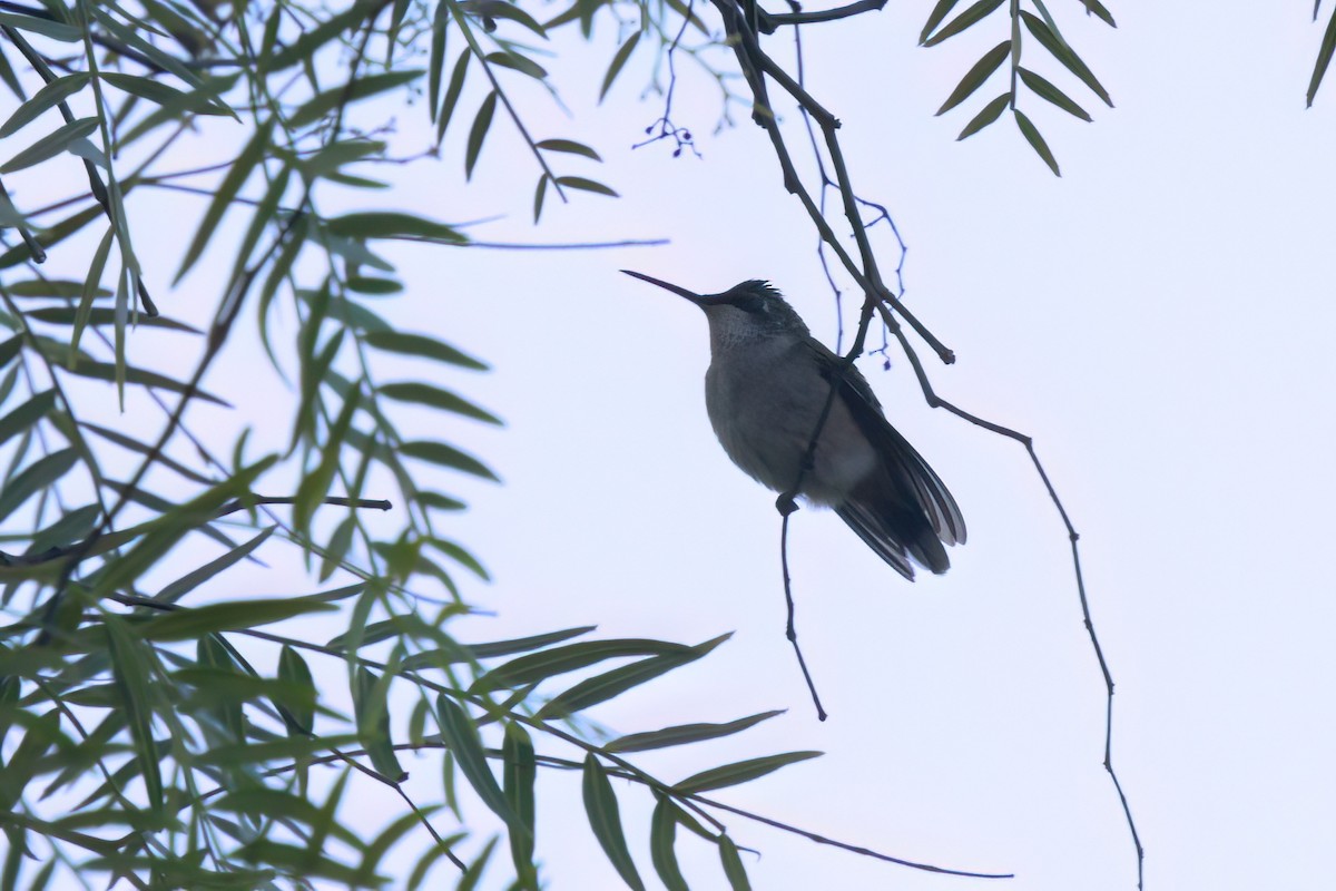 Колібрі рубіновогорлий - ML644615275