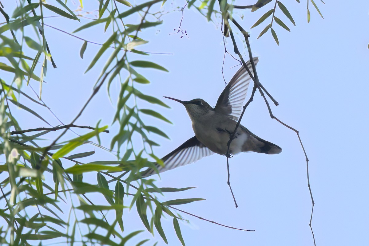 Колібрі рубіновогорлий - ML644615276