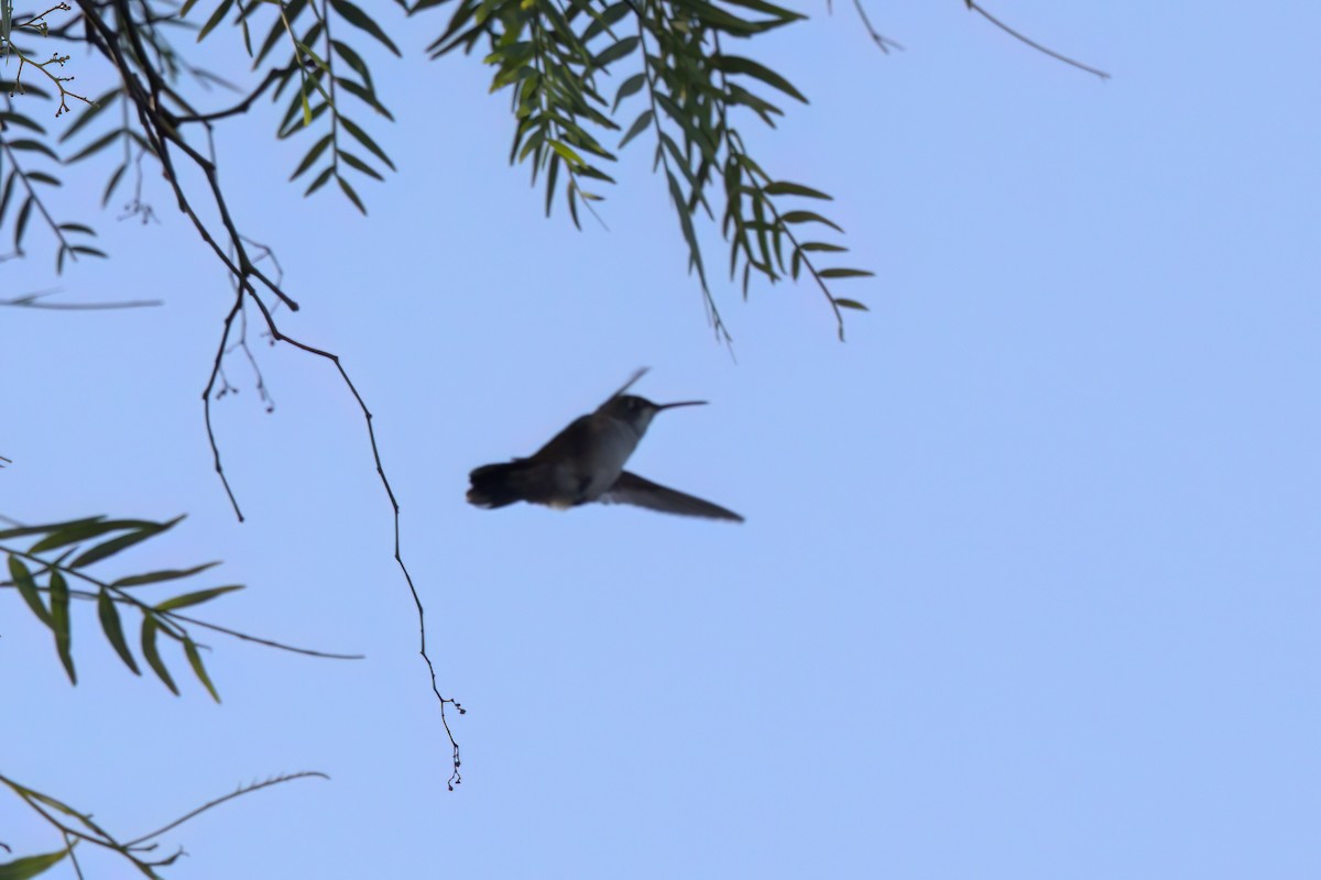 Колібрі рубіновогорлий - ML644615277