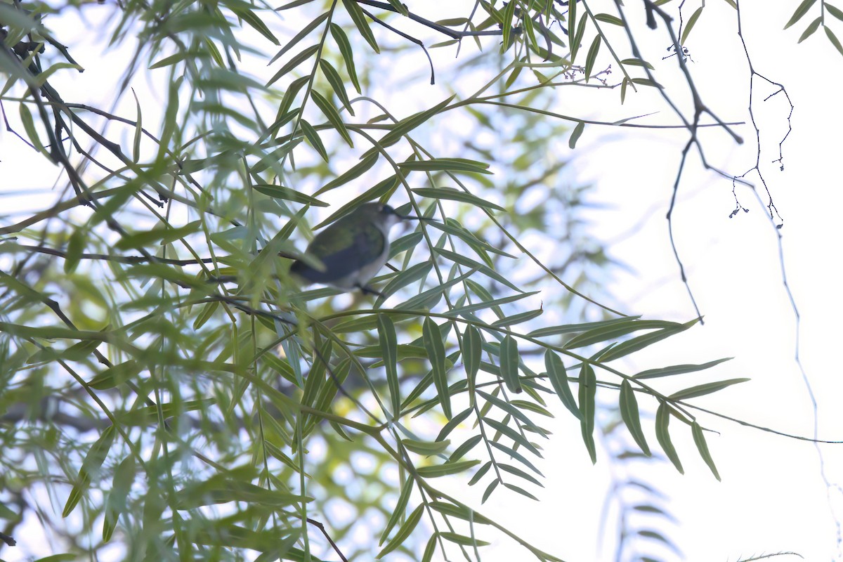 Колібрі рубіновогорлий - ML644615278