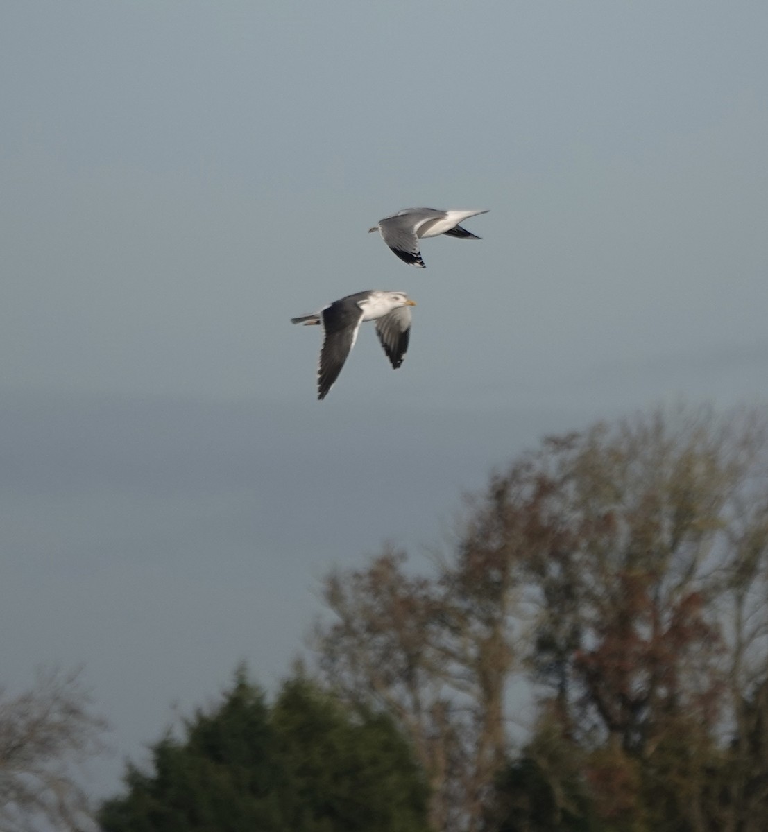 Heringsmöwe - ML644615285