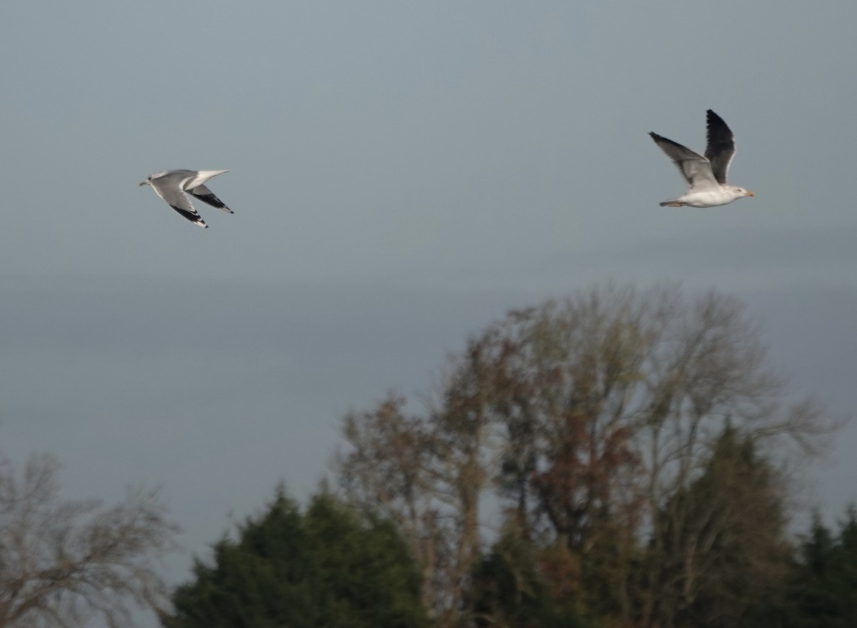 Lesser Black-backed Gull - ML644615286