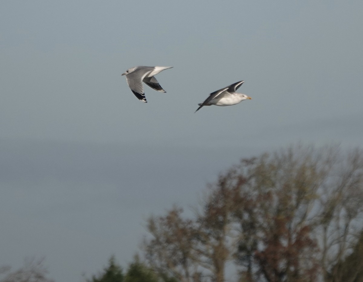 Lesser Black-backed Gull - ML644615287
