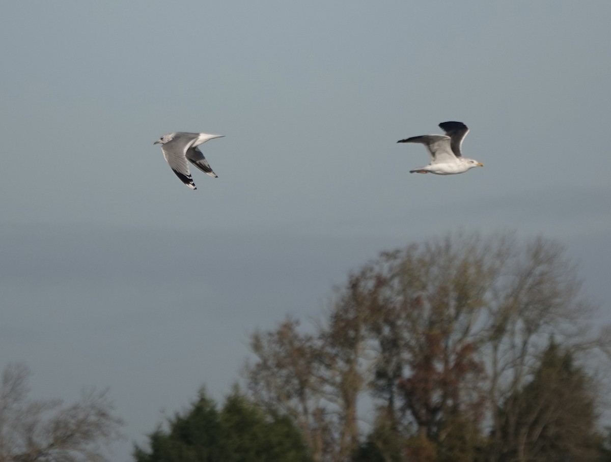 Heringsmöwe - ML644615288