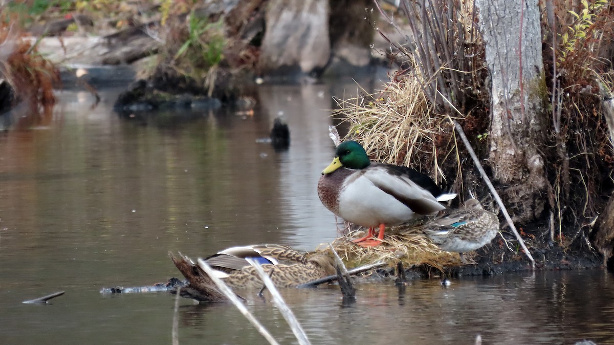 Mallard - ML644615292