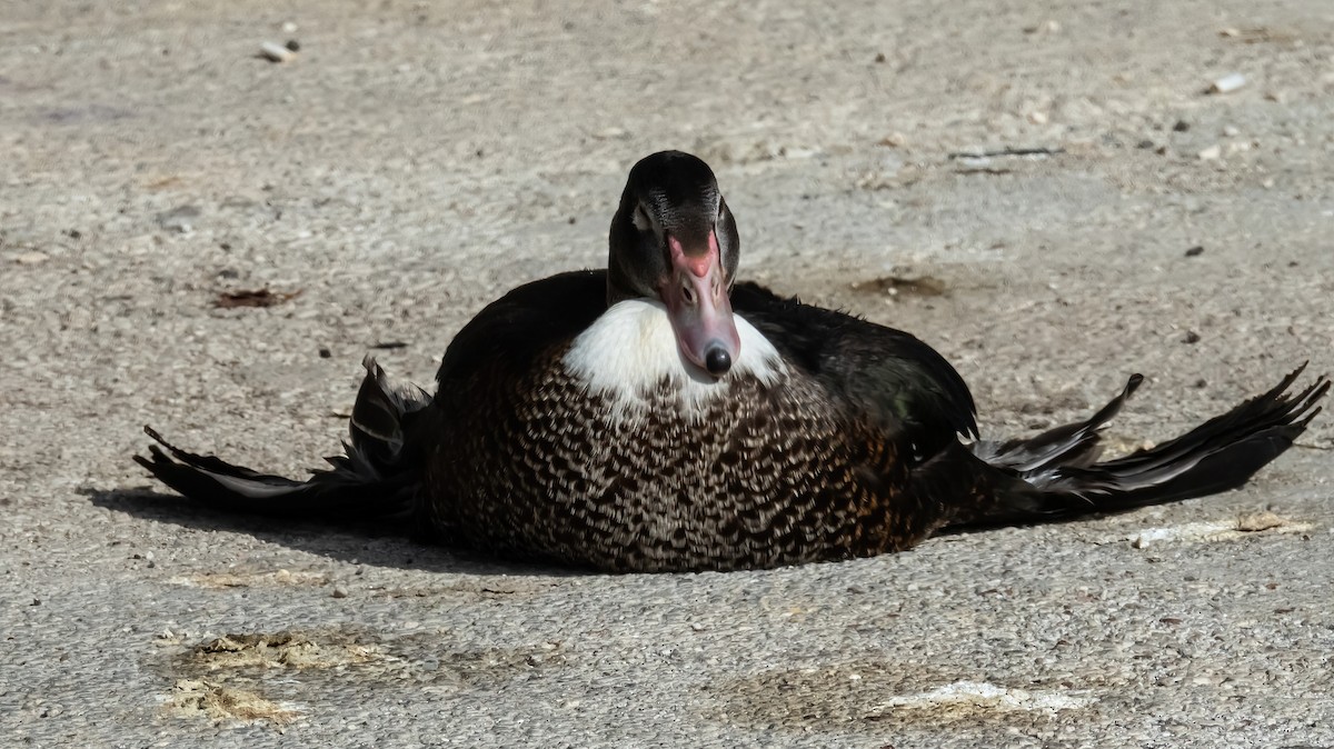 Mallard - ML644615293