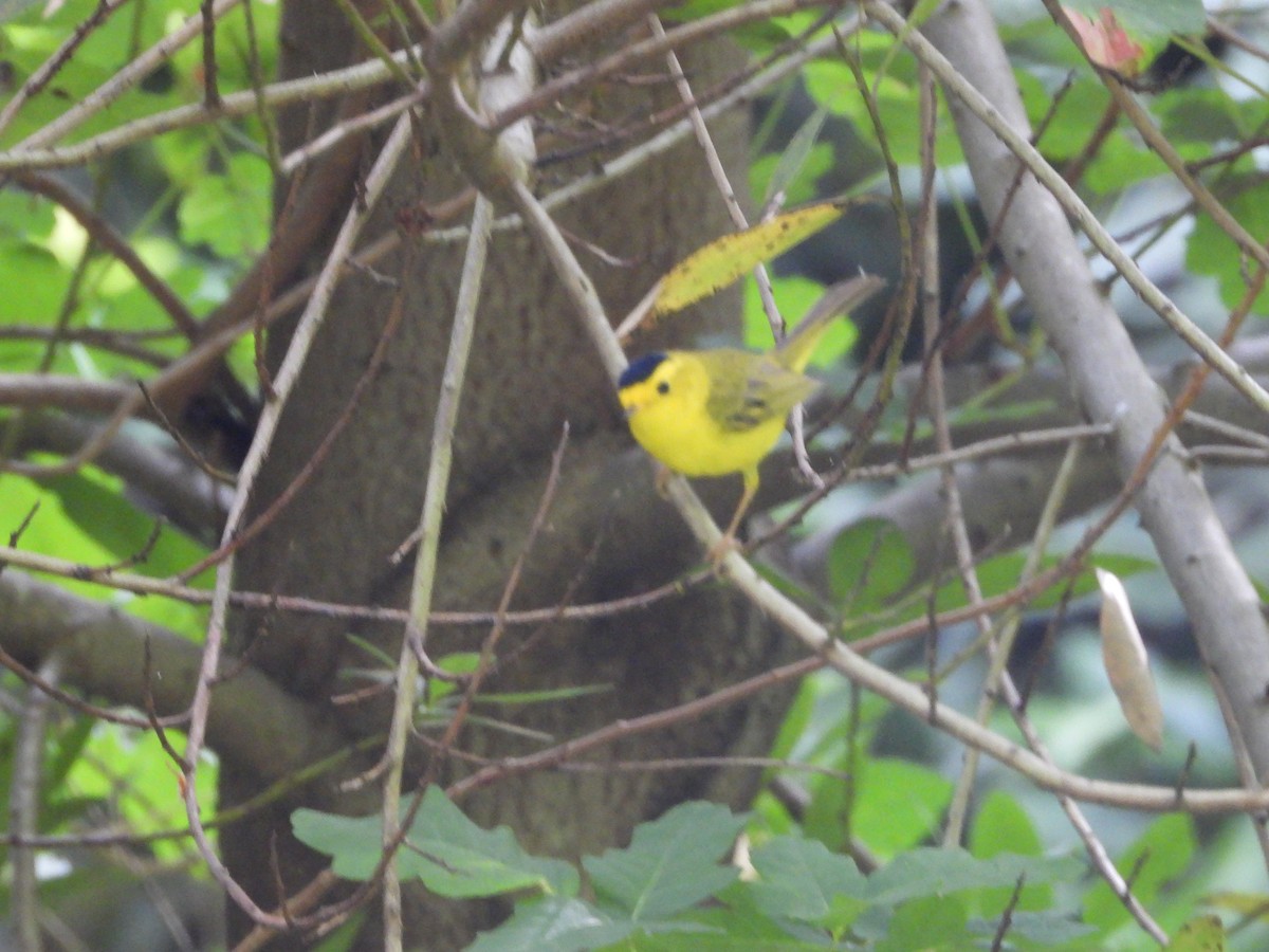 Wilson's Warbler - ML644615294