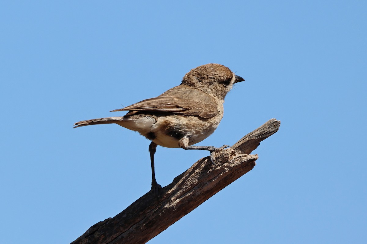 Southern Whiteface - ML644615300