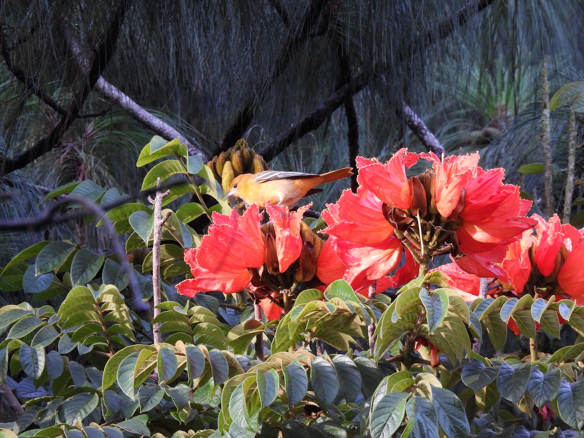 Baltimore Oriole - ML644615307