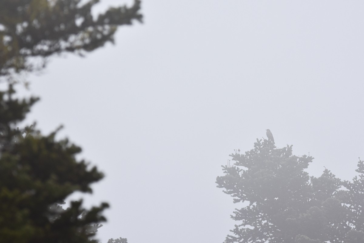 Grive draine - ML644615308