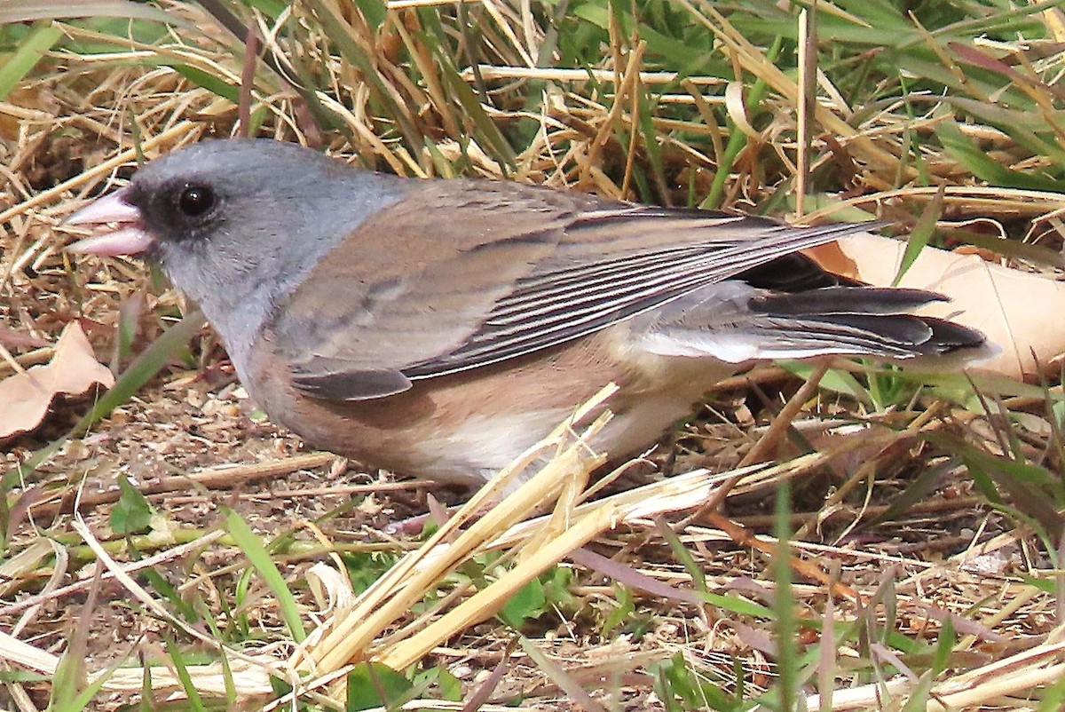 Dark-eyed Junco (Pink-sided) - ML644615311