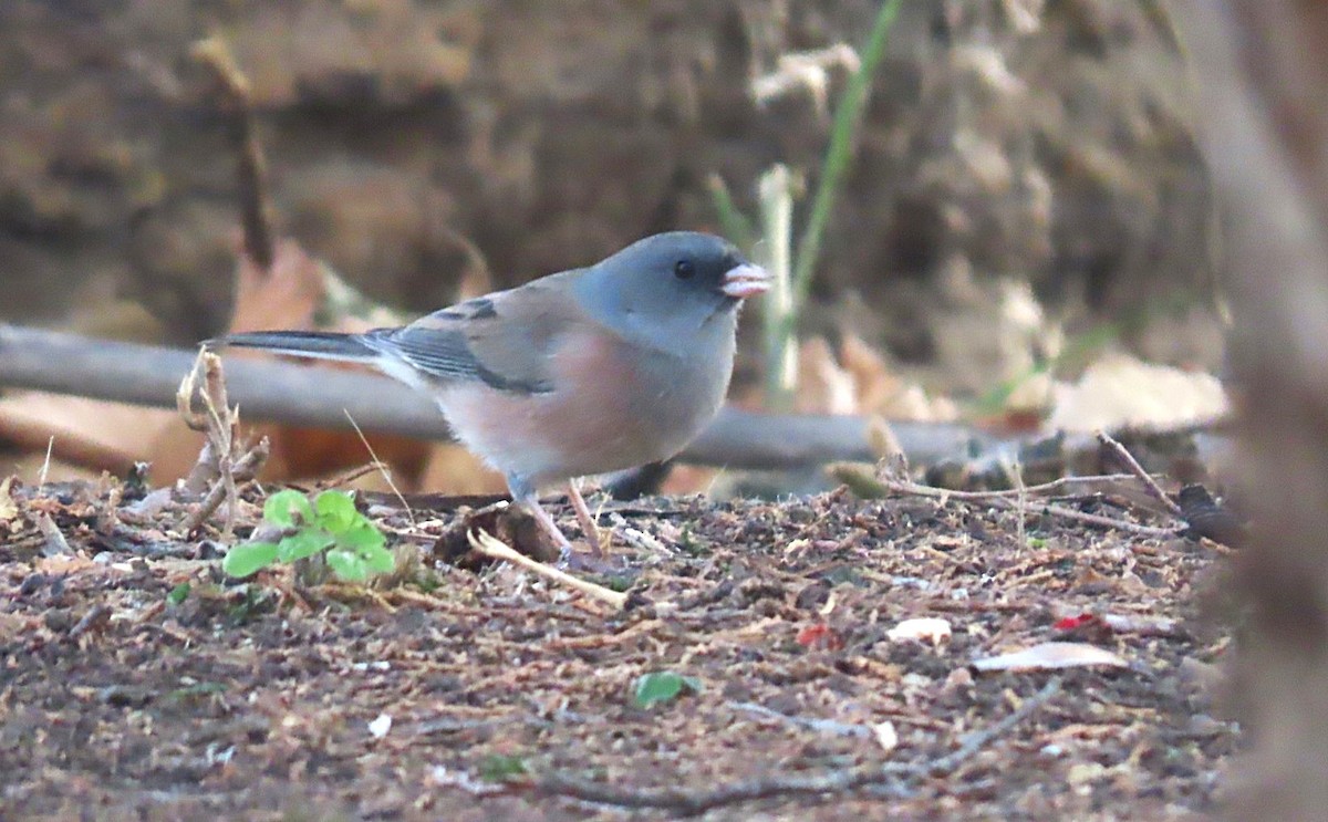Dark-eyed Junco (Pink-sided) - ML644615312