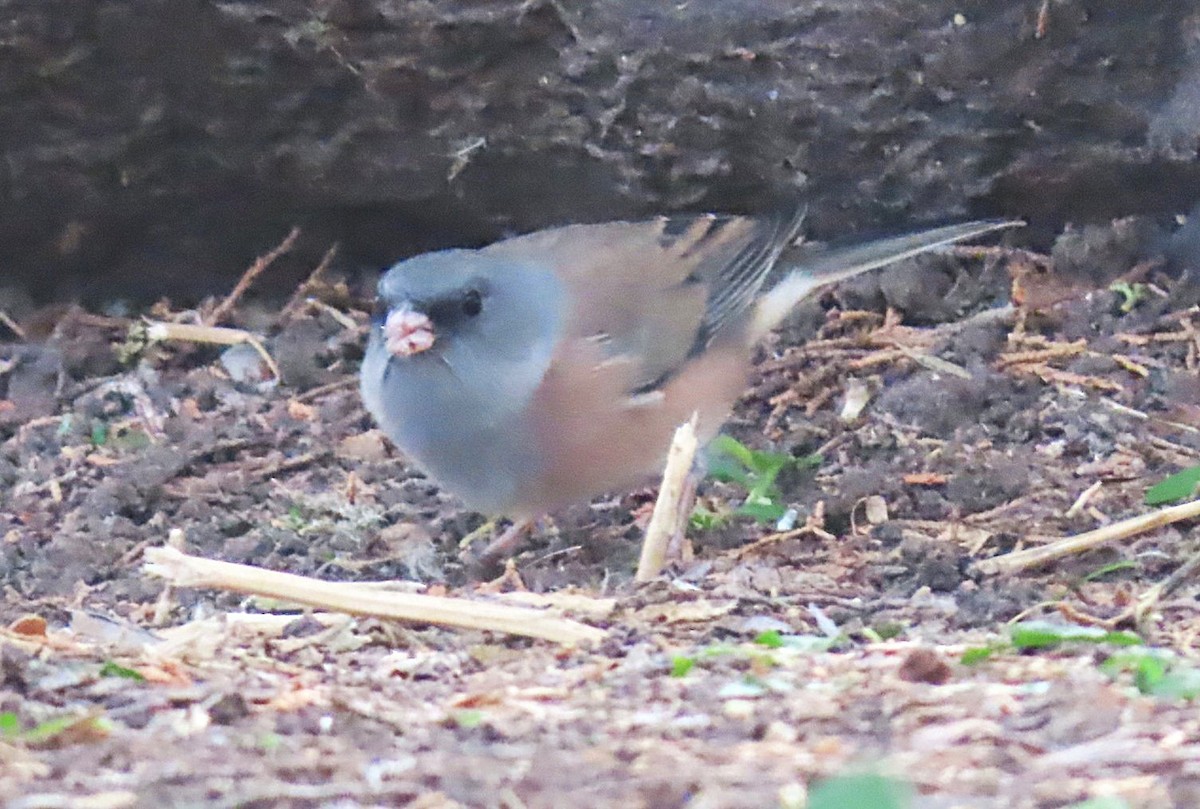Dark-eyed Junco (Pink-sided) - ML644615313