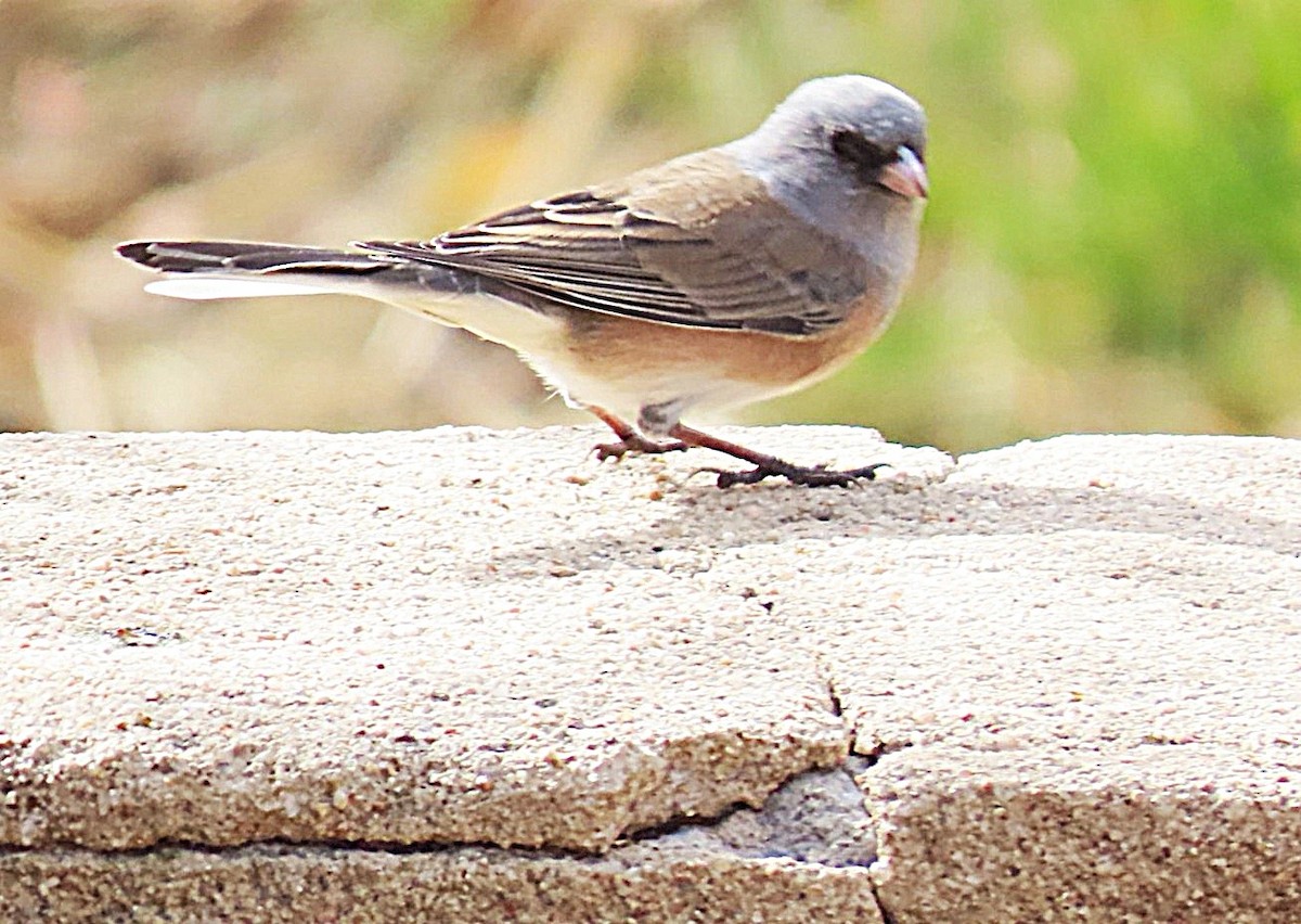 Dark-eyed Junco (Pink-sided) - ML644615314